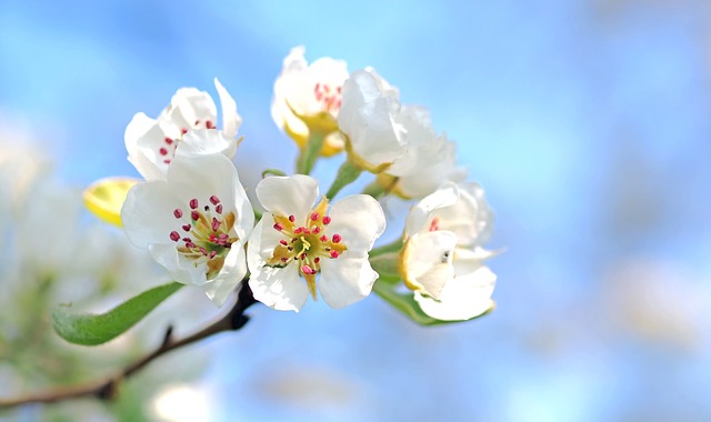 Fleurs de pommier au printemps